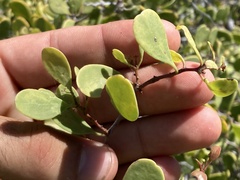 Maytenus phyllanthoides