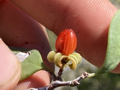 Maytenus phyllanthoides