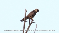 Falco amurensis