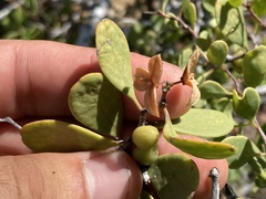 Maytenus phyllanthoides