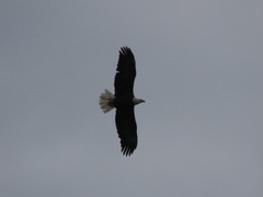 Haliaeetus leucocephalus