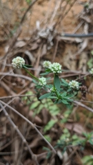 Spermacoce verticillata