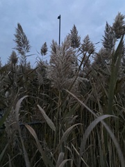 Phragmites