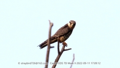 Falco amurensis