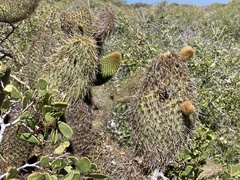Opuntia pycnantha