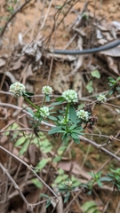 Spermacoce verticillata