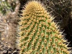 Opuntia pycnantha