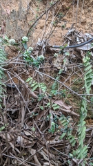 Spermacoce verticillata