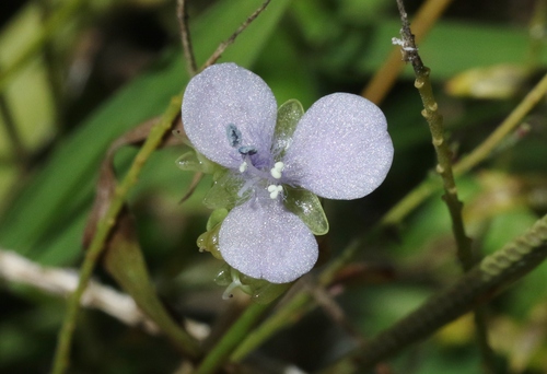 Murdannia nudiflora, 2022-10-03