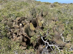 Opuntia pycnantha