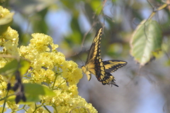 Heraclides ornythion