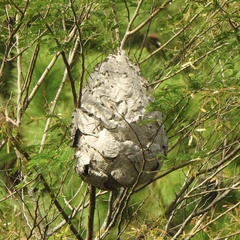 Brachygastra lecheguana