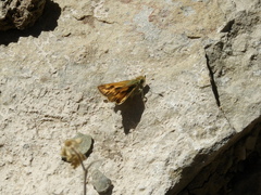 Hylephila phyleus andina