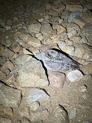 Phalaenoptilus nuttallii