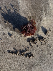 Rhodophyta