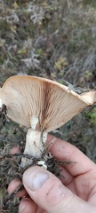 Lactarius turpis