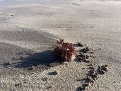 Rhodophyta