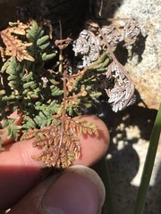 Cheilanthes glauca