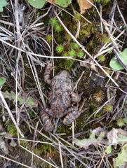 Pristimantis elegans