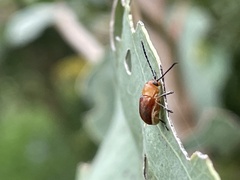 Aporocera