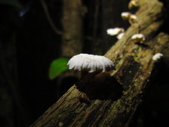 Marasmiellus alliiodorus