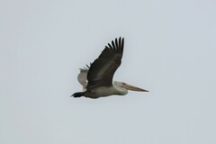 Pelecanus philippensis