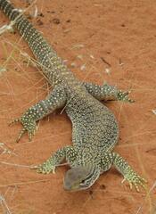 Varanus gouldii
