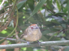 Cymbilaimus lineatus
