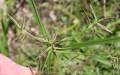 Cyperus sphacelatus