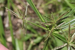 Cyperus sphacelatus