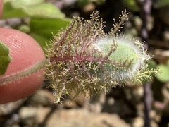 Passiflora fruticosa