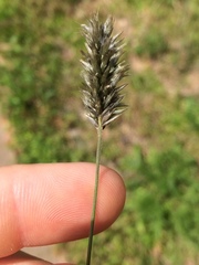 Enneapogon nigricans