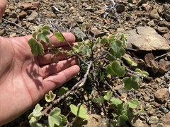 Passiflora fruticosa