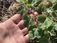 Passiflora fruticosa