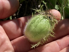 Passiflora fruticosa