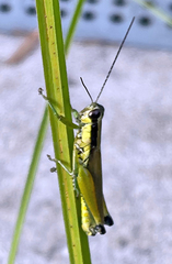 Paroxya clavuligera