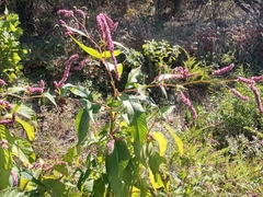 Persicaria extremiorientalis