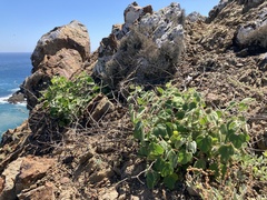 Passiflora fruticosa