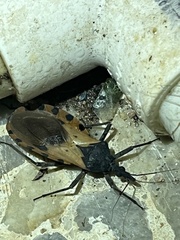 Triatoma dimidiata
