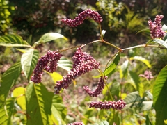 Persicaria extremiorientalis
