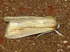 Leucania phragmitidicola