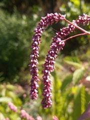 Persicaria extremiorientalis