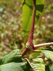 Persicaria extremiorientalis