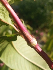 Persicaria extremiorientalis