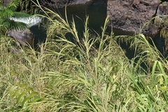 Themeda villosa