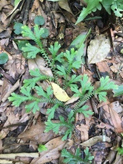 Selaginellaceae