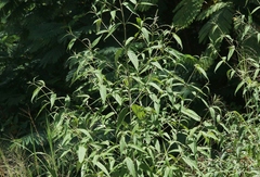 Buddleja asiatica