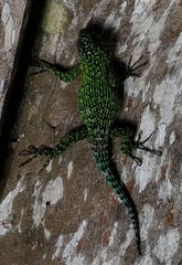 Sceloporus malachiticus