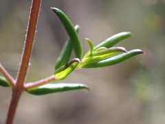Prostanthera scutellarioides
