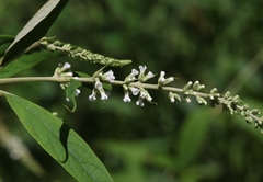 Buddleja asiatica